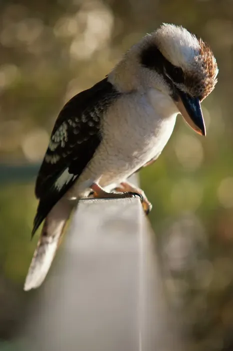Framed Print : Kookaburra perched