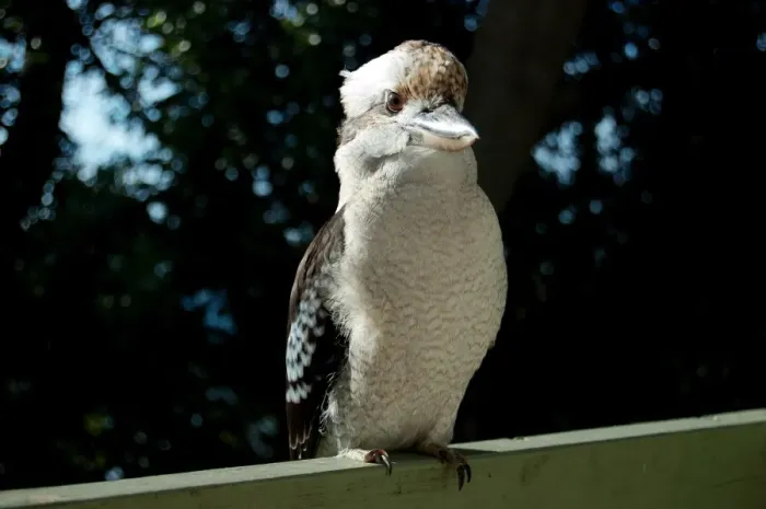 Framed Print : Kookaburra perched on railing