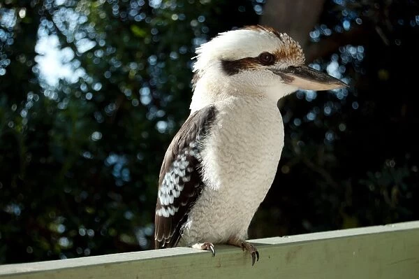 Kookaburra in profile perched on railing