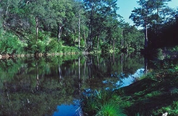 Kowmung River reflection