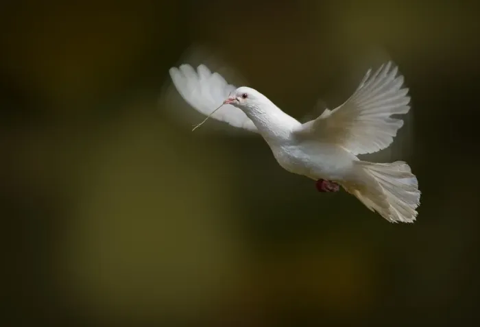 Framed Print : Dove. Kristian Bell Photography, 156593854