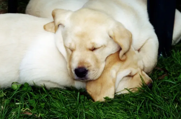 Framed Print : Labrador Puppies