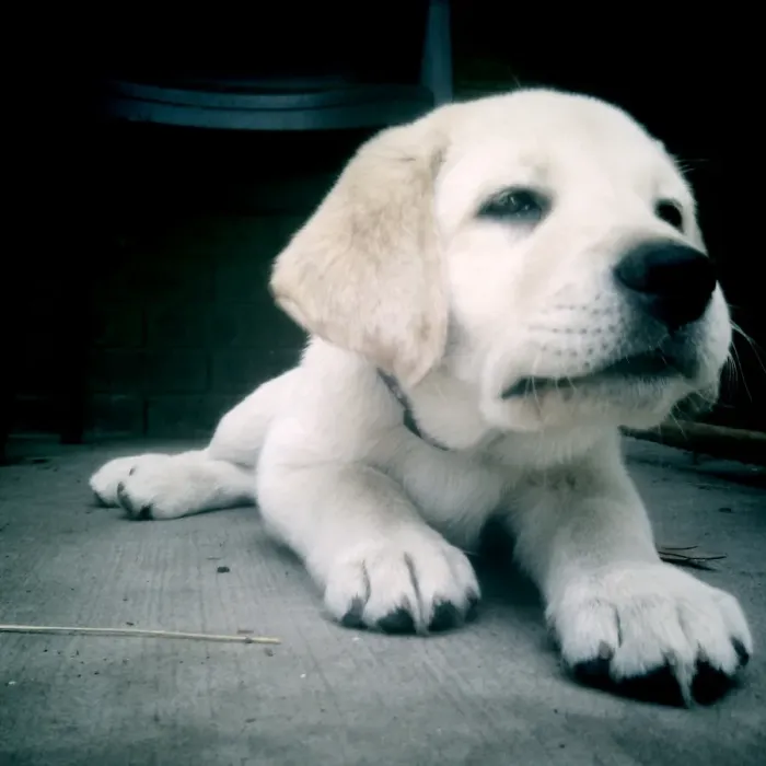 Framed Print : Labrador puppy