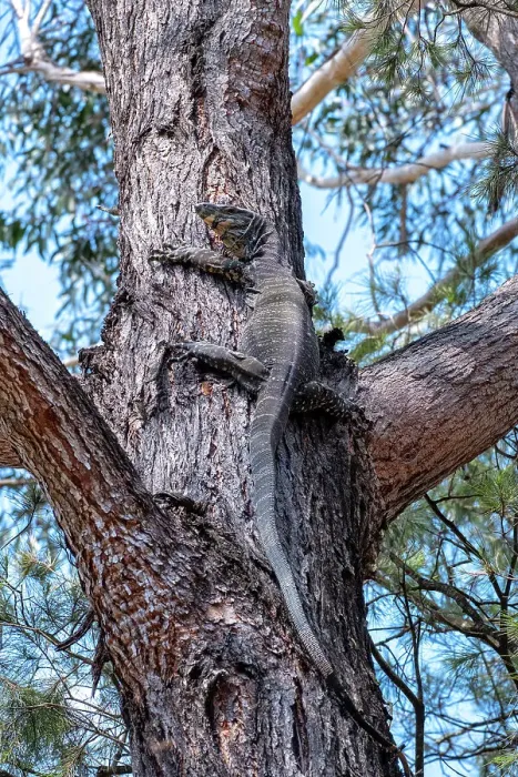 Framed Print : A Lace Monitor or Goanna climbing up a gum tree