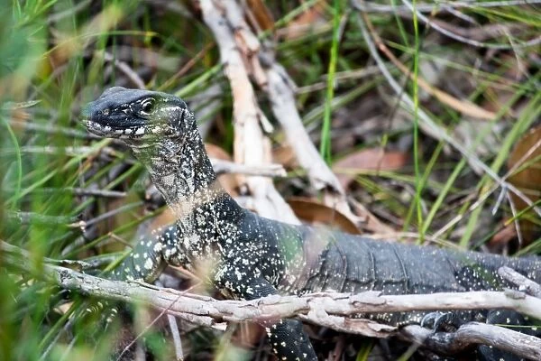Alert. Lace monitor or lace goanna (Varanus varius) on the alert with a stranger about