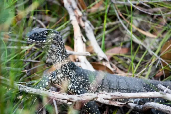 Framed Print : Alert. Lace monitor or lace goanna (Varanus varius) on the alert with a stranger about Framed Print : Alert. Lace monitor or lace goanna (Varanus varius) on the alert with a stranger about