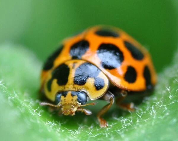 Ladybug on ivy. Macro shot