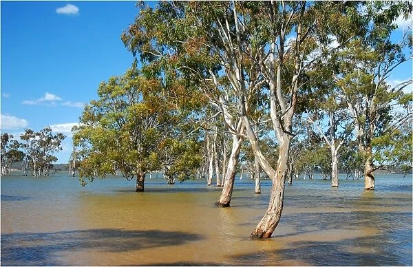 Lake Glenmaggie in flood, East Gippsland, Victoria, Australia