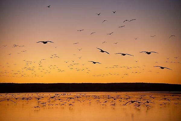 Lake Hope. many varieties of birds fly back to roost for the night safely away