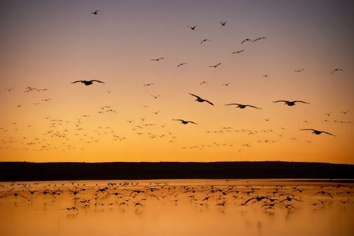 Framed Print : Lake Hope. many varieties of birds fly back to roost for the night safely away Framed Print : Lake Hope. many varieties of birds fly back to roost for the night safely away
