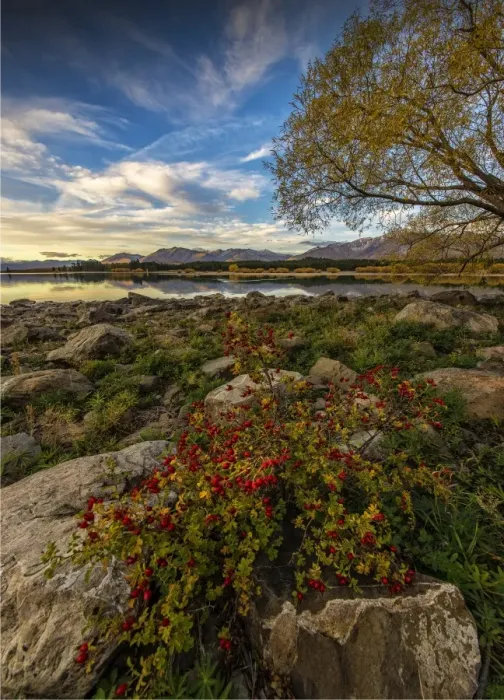 Framed Print : Lake Tekapo, Canterbury plains, south island, New Zealand Framed Print : Lake Tekapo, Canterbury plains, south island, New Zealand