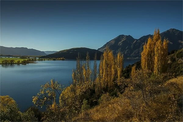 Lake Wanaka, in the Autumn, showing the vibrant golds and yellows of the seasonal colours, south island, New Zealand