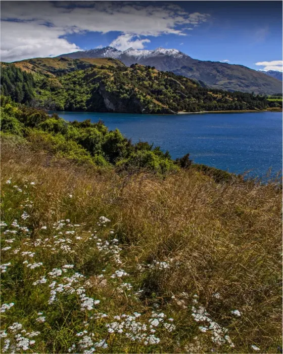 Framed Print : Lake Wanaka, in the Autumn, showing the vibrant golds and yellows of the seasonal colours, south island, New Zealand Framed Print : Lake Wanaka, in the Autumn, showing the vibrant golds and yellows of the seasonal colours, south island, New Zealand