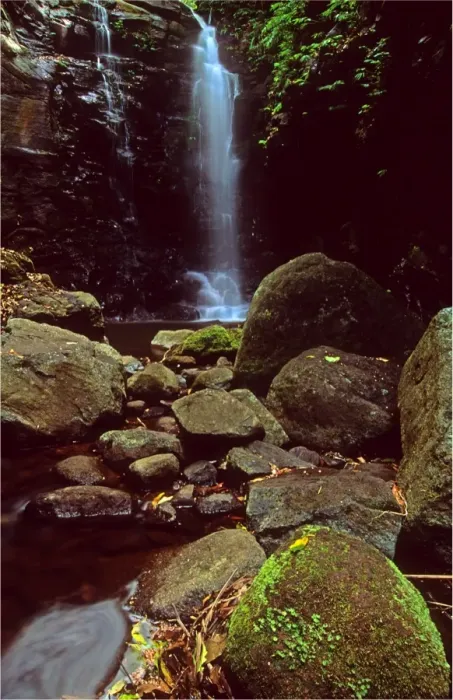 Framed Print : Lamington National Park, Queensland, Australia Framed Print : Lamington National Park, Queensland, Australia