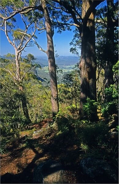 Lamington National Park, Queensland, Australia