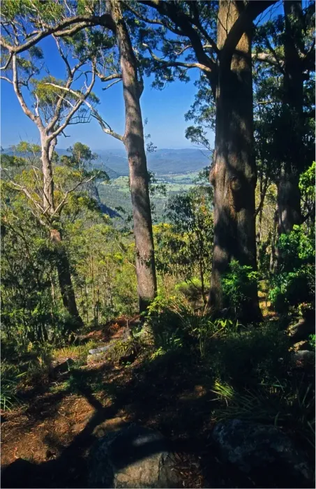 Framed Print : Lamington National Park, Queensland, Australia