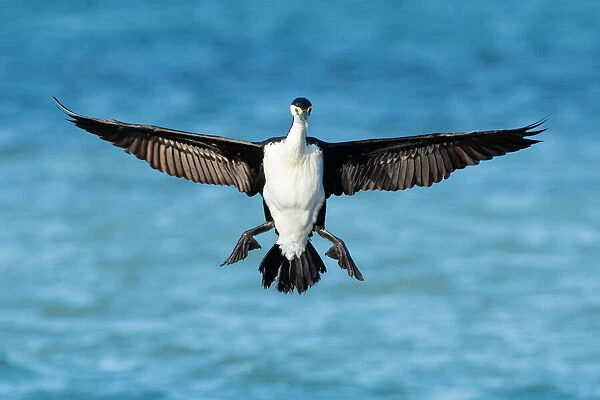 Landing. Australian pied cormorant (Phalacrocorax varius) is a medium-sized