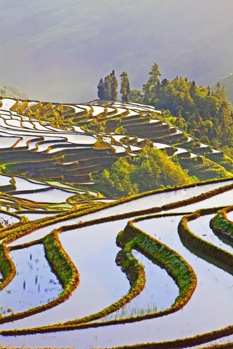 Framed Print : Laohuzui terraces, Yuanyang, China Framed Print : Laohuzui terraces, Yuanyang, China