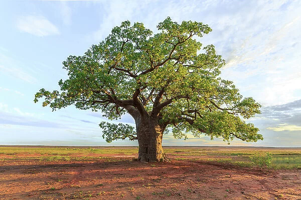 Large boabab tree commonly called a Boab tree in Australia