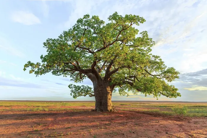 Framed Print : Large boabab tree commonly called a Boab tree in Australia Framed Print : Large boabab tree commonly called a Boab tree in Australia