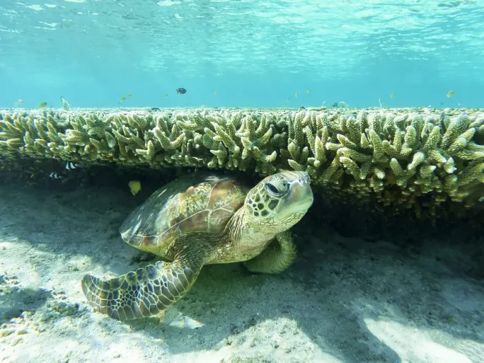 Framed Print : Large Green Turtle resting underneath a long coral ledge in the clear blue waters of the Great barrier Reef Queensland