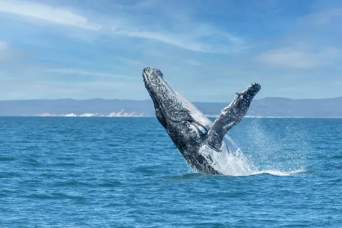 Framed Print : large Humpback whale breaching in Blue ocean water