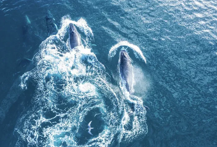 Framed Print : large Humpback whales swimming in Blue ocean water