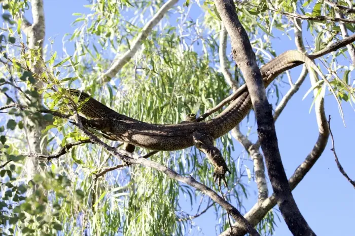 Framed Print : Large lizard in a gumtree Framed Print : Large lizard in a gumtree