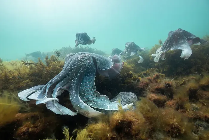 Framed Print : Large male Australian giant cuttlefish protecting his female from other males as she tries to lay her eggs, Whyalla, South Australia Framed Print : Large male Australian giant cuttlefish protecting his female from other males as she tries to lay her eggs, Whyalla, South Australia