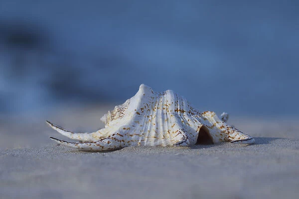 Large seashell on sand