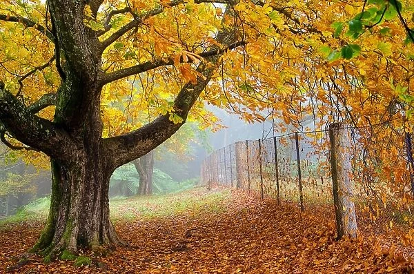 Large tree and fence in autumn colour