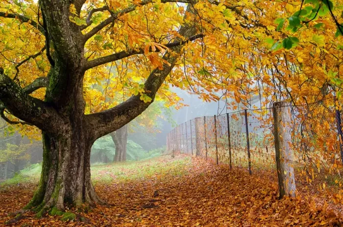 Framed Print : Large tree and fence in autumn colour