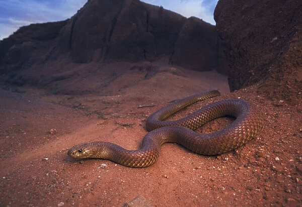 Large, wild king brown  /  mulga snake (Pseudechis australis) from south central New South Wales, Australia