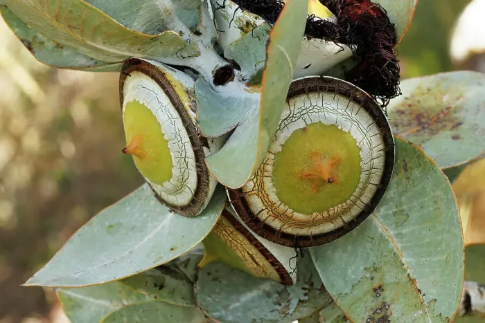 Framed Print : Large Yellow and White Eucalyptus Gum Nuts Framed Print : Large Yellow and White Eucalyptus Gum Nuts
