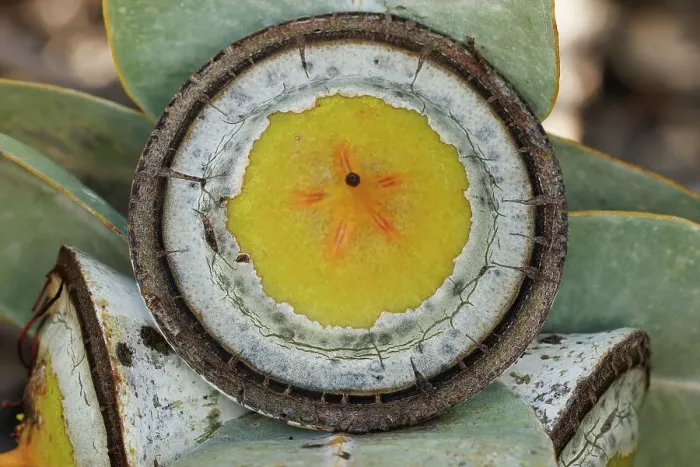 Framed Print : Large Yellow and White Eucalyptus Gum Nuts Framed Print : Large Yellow and White Eucalyptus Gum Nuts