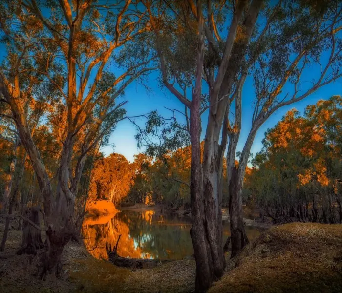 Framed Print : Late afternoon light just before dusk along the banks of a Billabong in the Murray Valley national park, near the Murray river, Corowa, New South Wales, Australia Framed Print : Late afternoon light just before dusk along the banks of a Billabong in the Murray Valley national park, near the Murray river, Corowa, New South Wales, Australia
