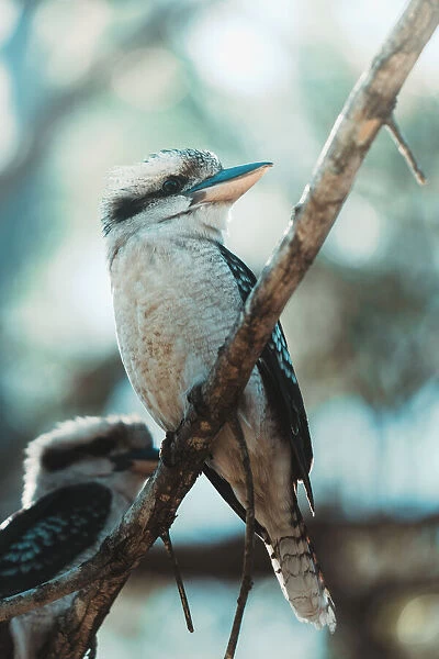 Laughing Kookaburra (Dacelo Novaeguineae) on a Branch