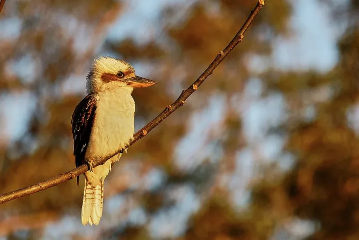 Framed Print : Laughing Kookaburra (Dacelo novaeguineae) in Queensland Framed Print : Laughing Kookaburra (Dacelo novaeguineae) in Queensland