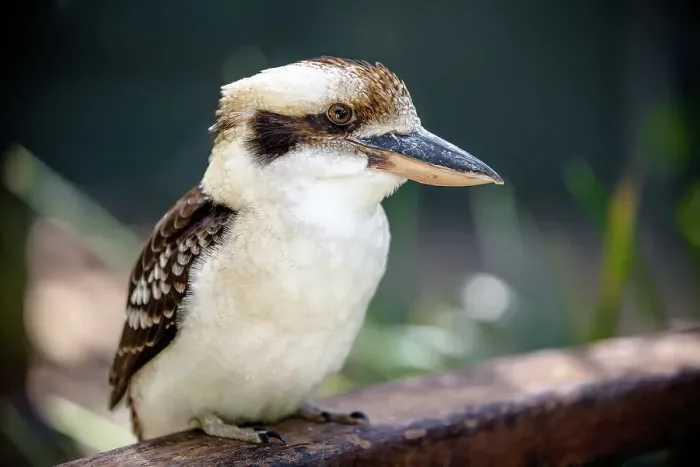 Framed Print : The Laughing Kookaburra, Eastern Australia Framed Print : The Laughing Kookaburra, Eastern Australia
