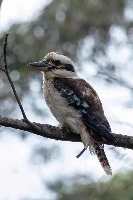 Framed Print : Laughing Kookaburra sitting on a tree branch Framed Print : Laughing Kookaburra sitting on a tree branch