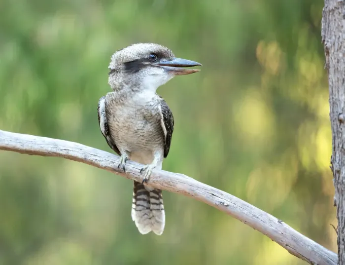 Framed Print : Laughing Kookaburra in a tree