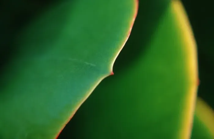 Framed Print : Leaf detail  /  (Sedum spec. )
