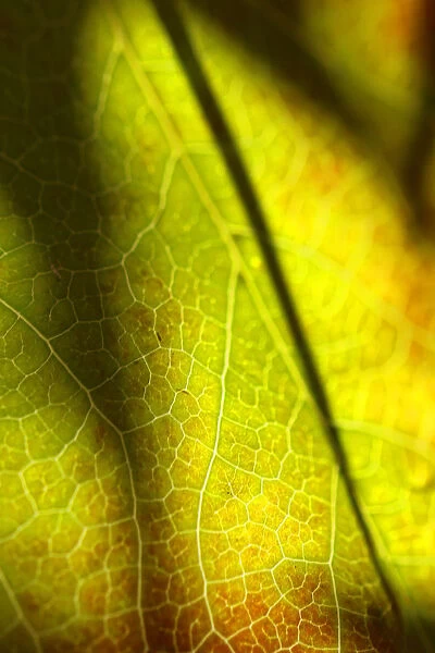 Leafy Veins