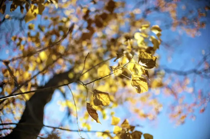 Framed Print : Leaves. Yellow leaves in winter afternoon Framed Print : Leaves. Yellow leaves in winter afternoon