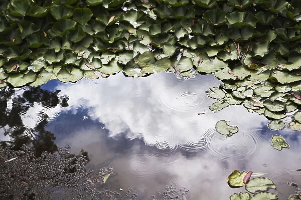 Leaves Floating In The Water With Clouds Reflected In A Shallow Pool