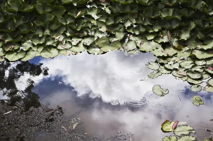 Framed Print : Leaves Floating In The Water With Clouds Reflected In A Shallow Pool