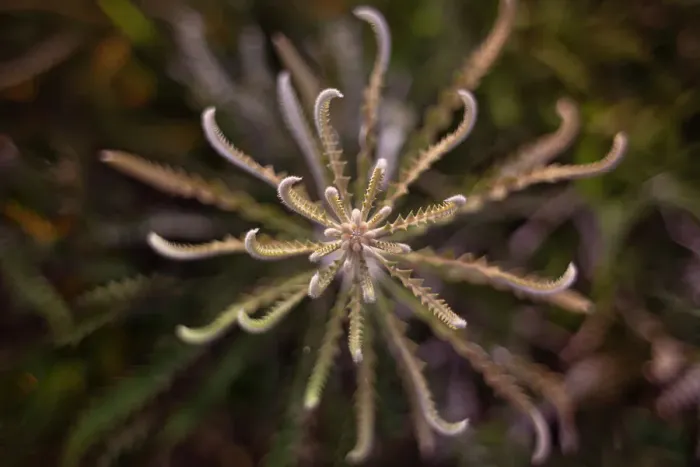 Framed Print : Leaves - Showy Banksia (Banksia Speciosa) Framed Print : Leaves - Showy Banksia (Banksia Speciosa)