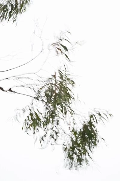 Leaves on a tree in wind, against a white sky