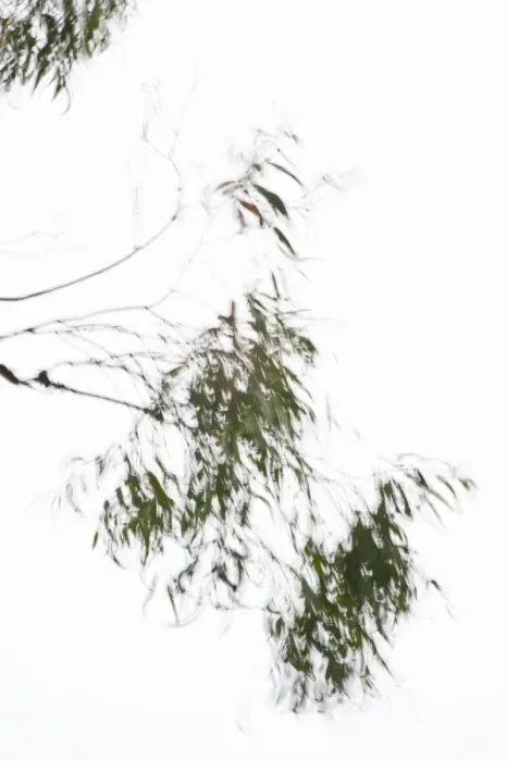 Framed Print : Leaves on a tree in wind, against a white sky Framed Print : Leaves on a tree in wind, against a white sky