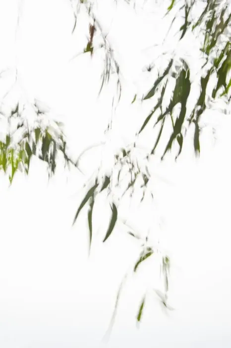 Framed Print : Leaves on a tree in wind, against a white sky